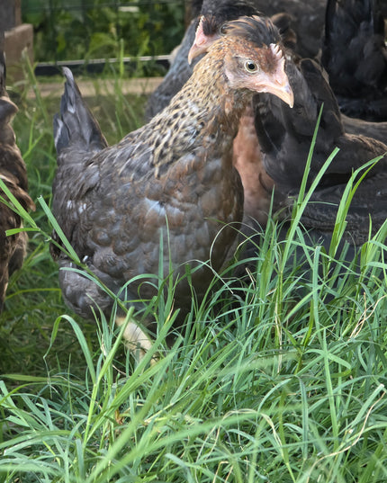 Crested Cream Legbar Started Pullets