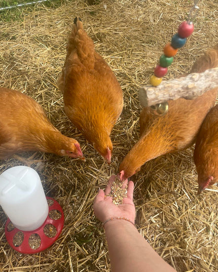 Texas Red Pullets- 18-24 Weeks Old