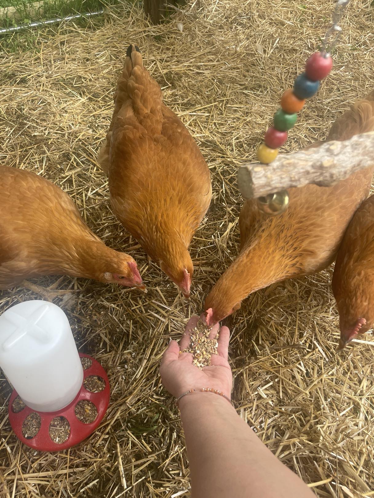 Texas Red Pullets- 18-24 Weeks Old