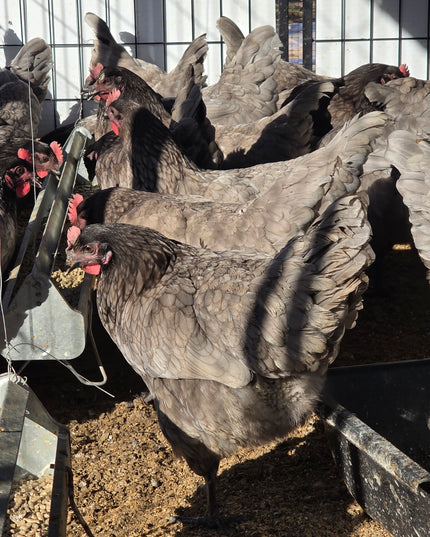 Sapphire Gem Pullets 4.5 Mo Old