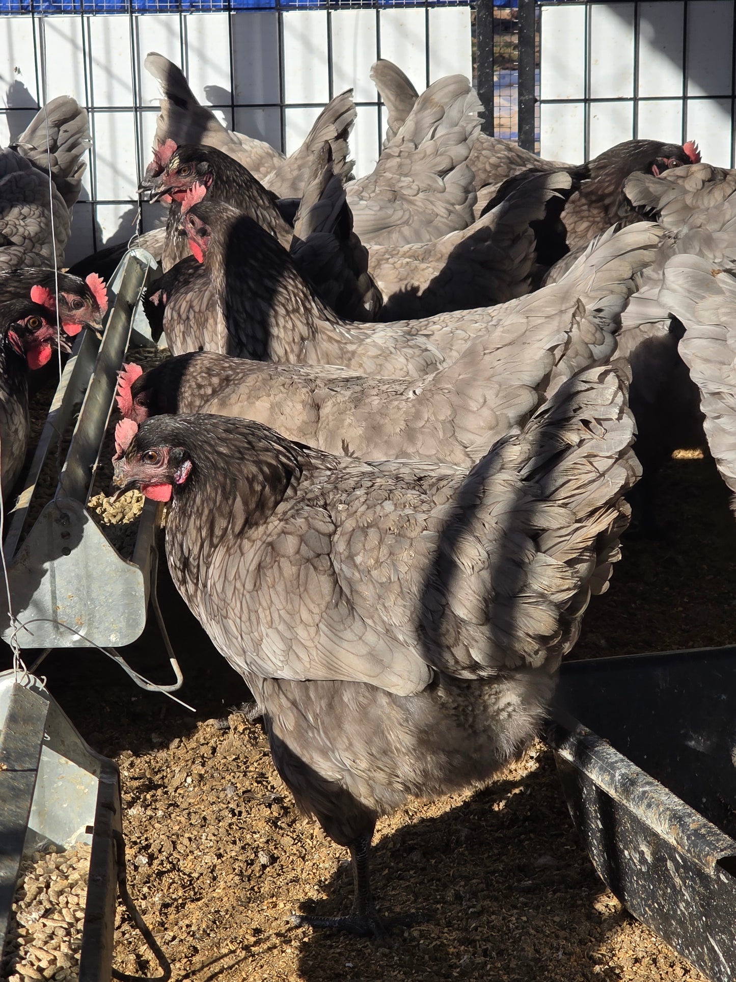 Sapphire Gems Laying Hen