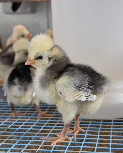 3 Left!! Polish Chicks - Hatchery Choice