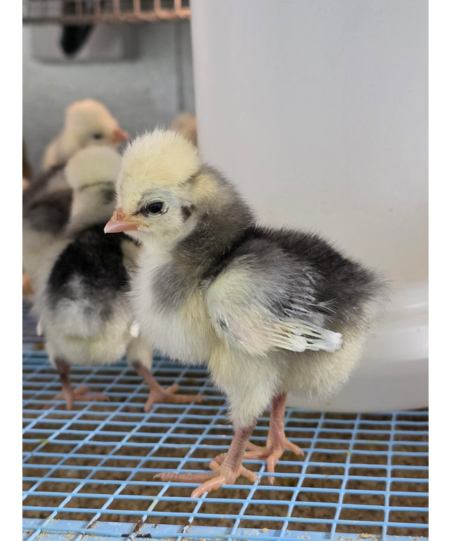 3 Left!! Polish Chicks - Hatchery Choice