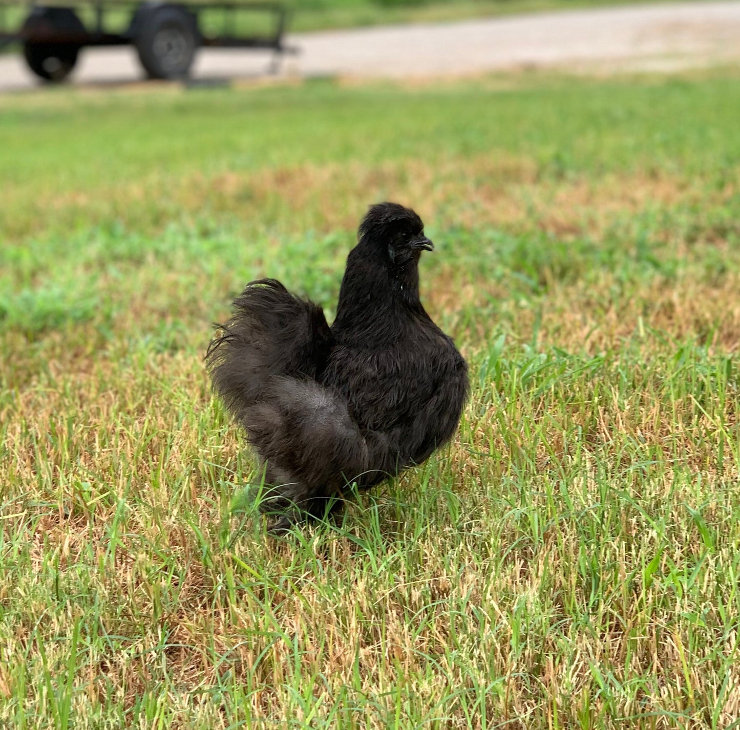 Black Silkie Hens 1.5 Years Old