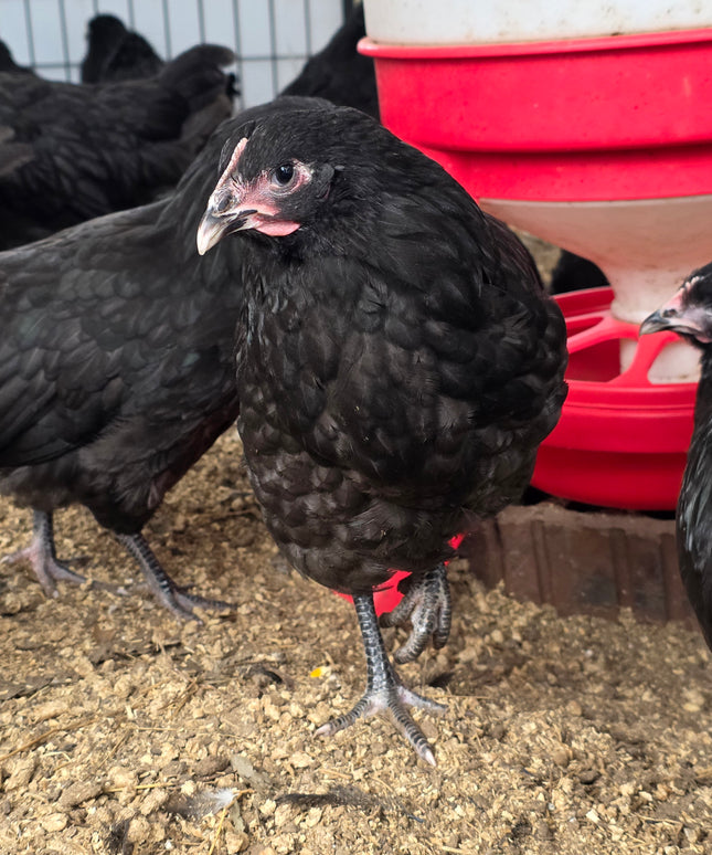 Black Australorps Pullets