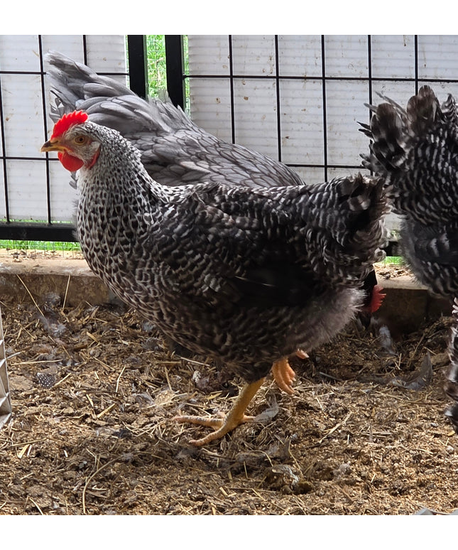 Rustic Rock Pullets - 20 Weeks