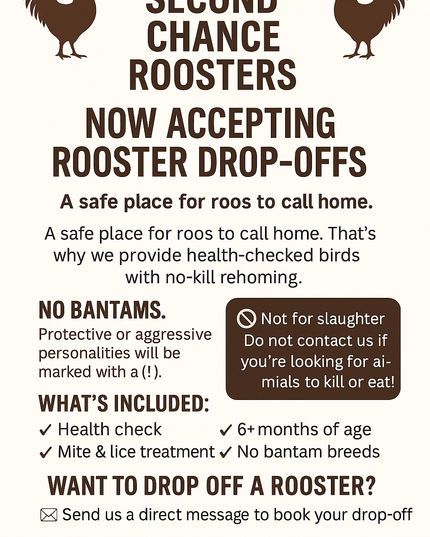 Second Chance Rooster - Rossini