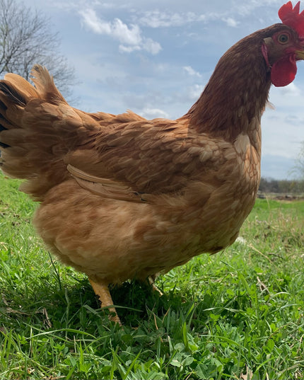 Texas Red Pullets- 18-24 Weeks Old