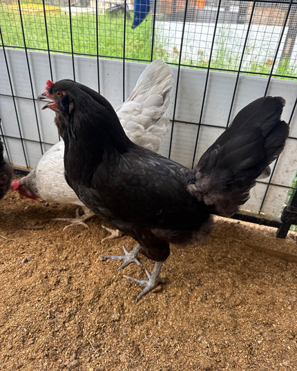 Olive Egger Laying Hen