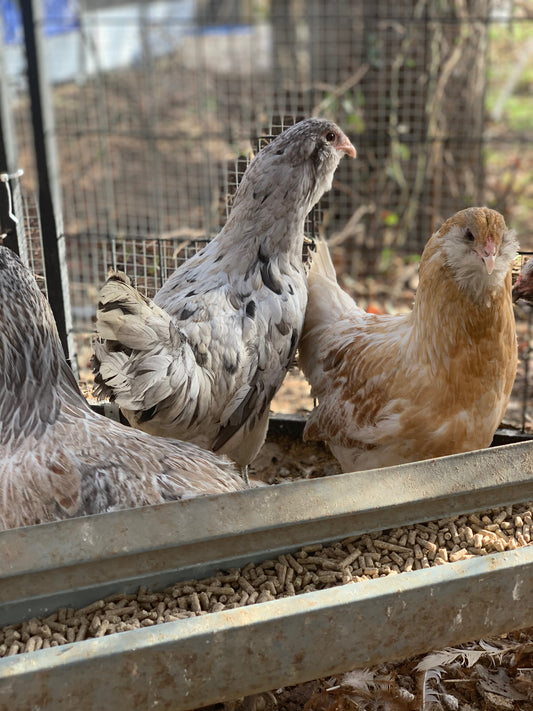Americauna Roosters