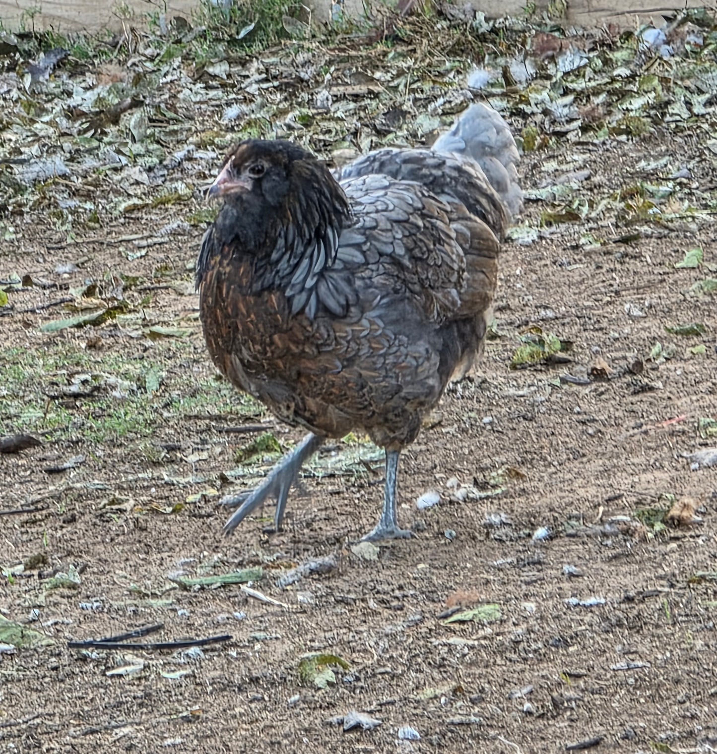 Americauna Roosters