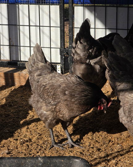 Sapphire Gem Pullets 4.5 Mo Old