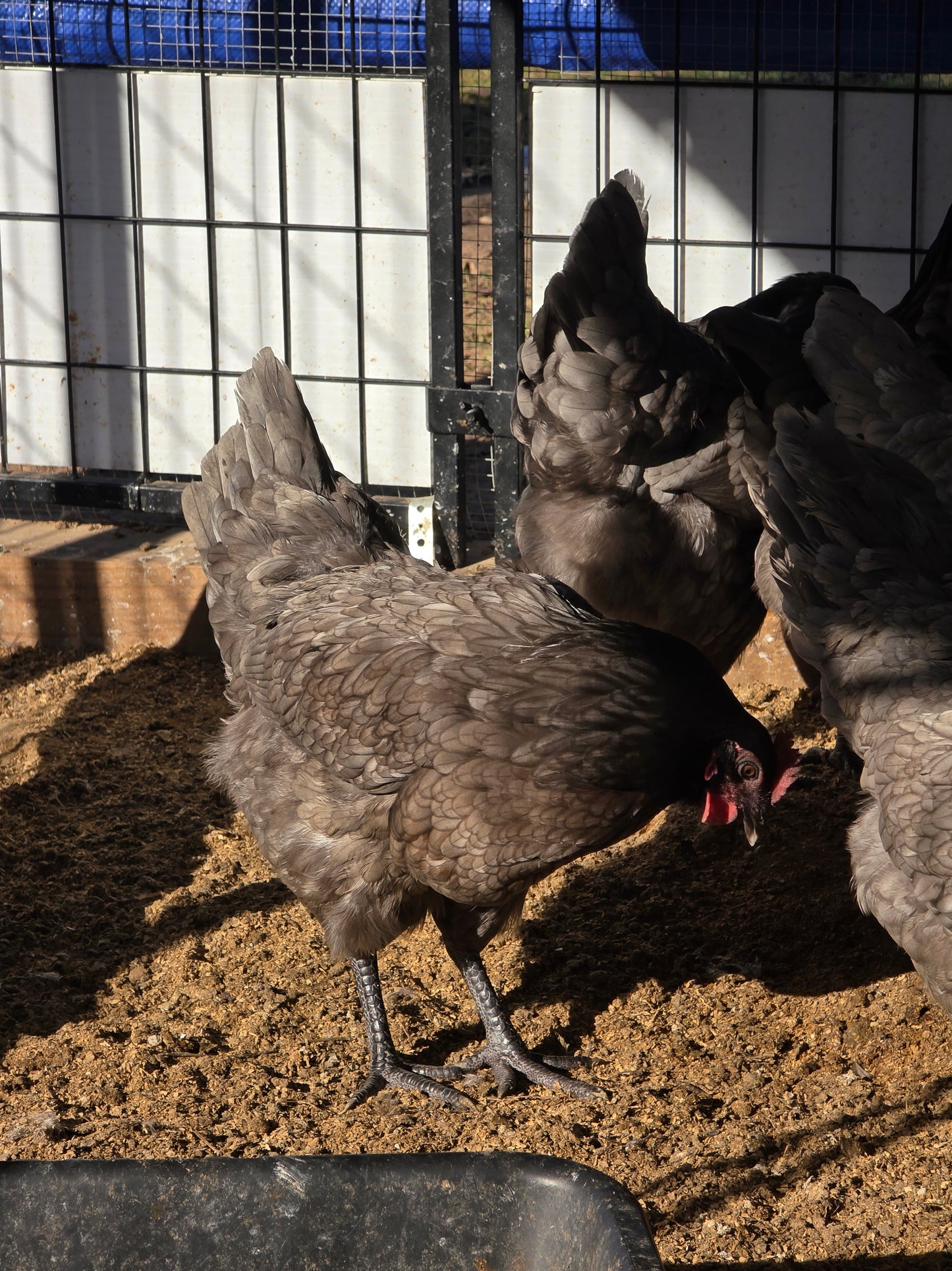 Sapphire Gems Laying Hen