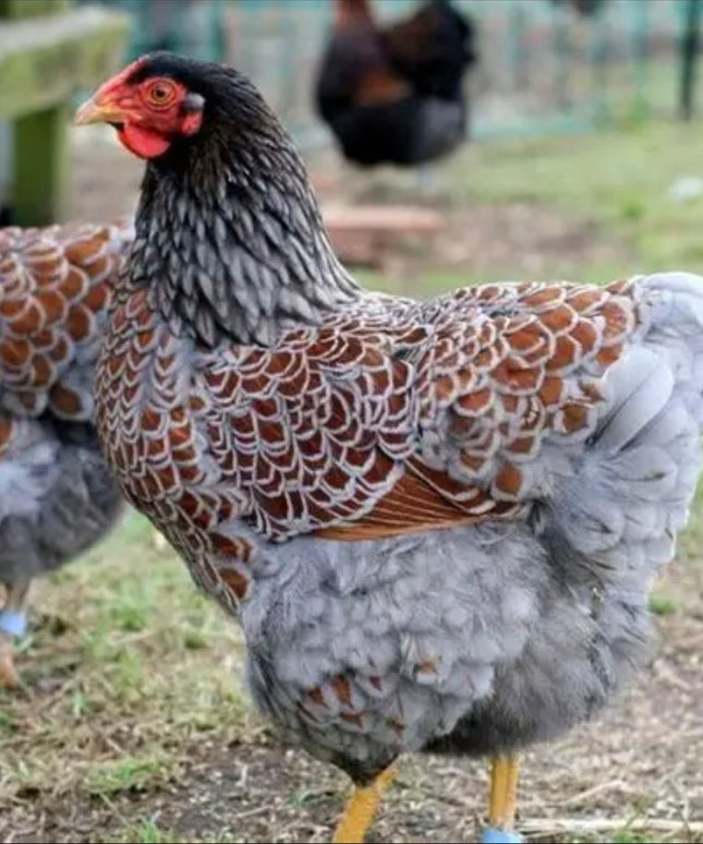 Blue Laced Red Wyandotte Pullet Chicks