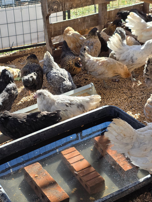 Americauna Started Pullets