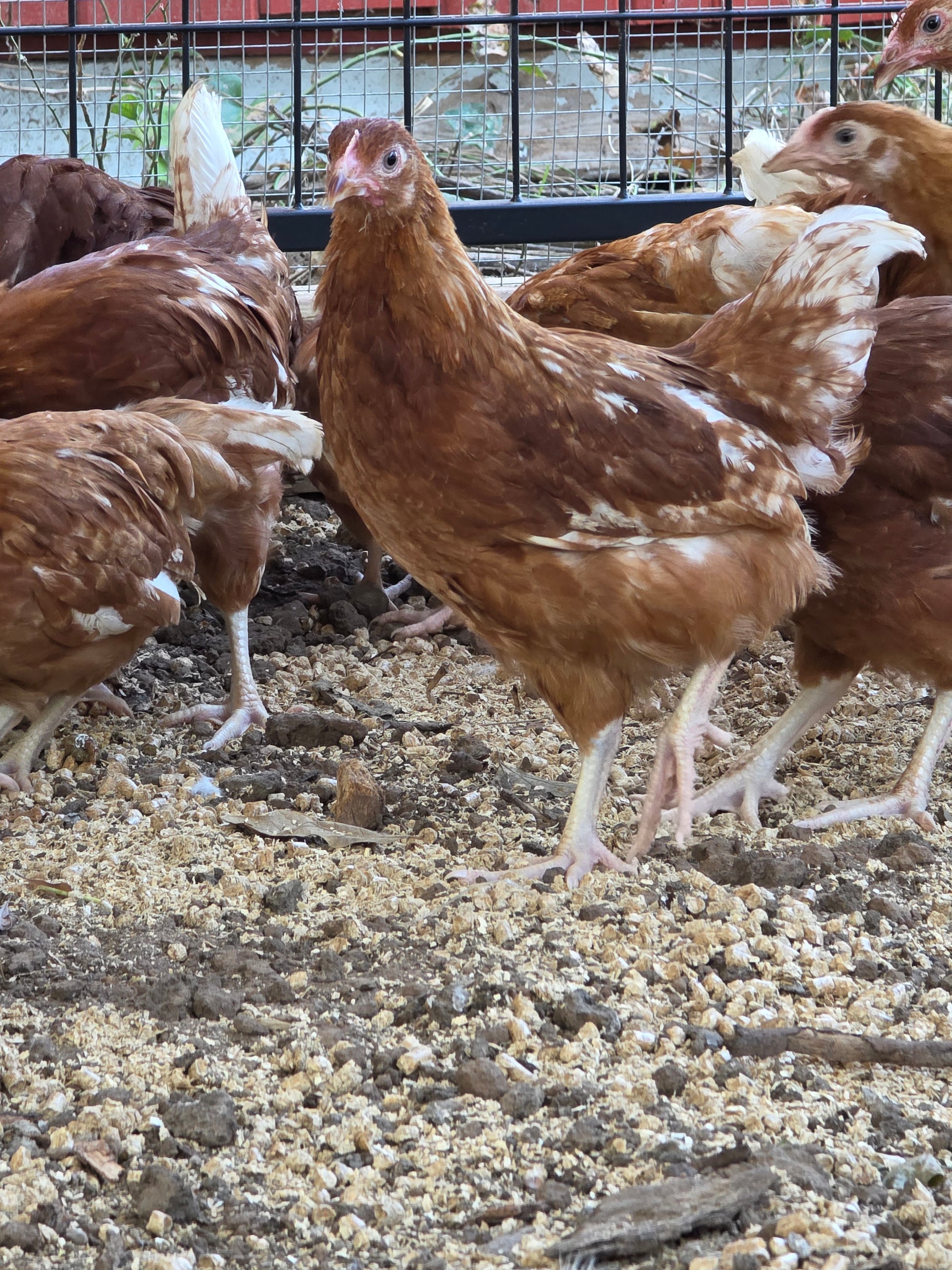 10 Week Old Red Sex Link