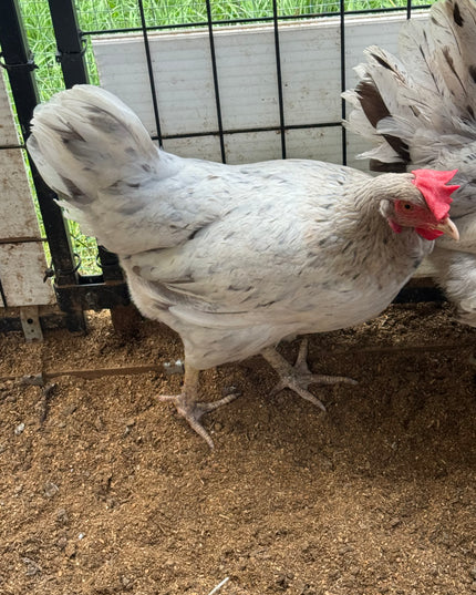 Splash Australorp Laying Hens