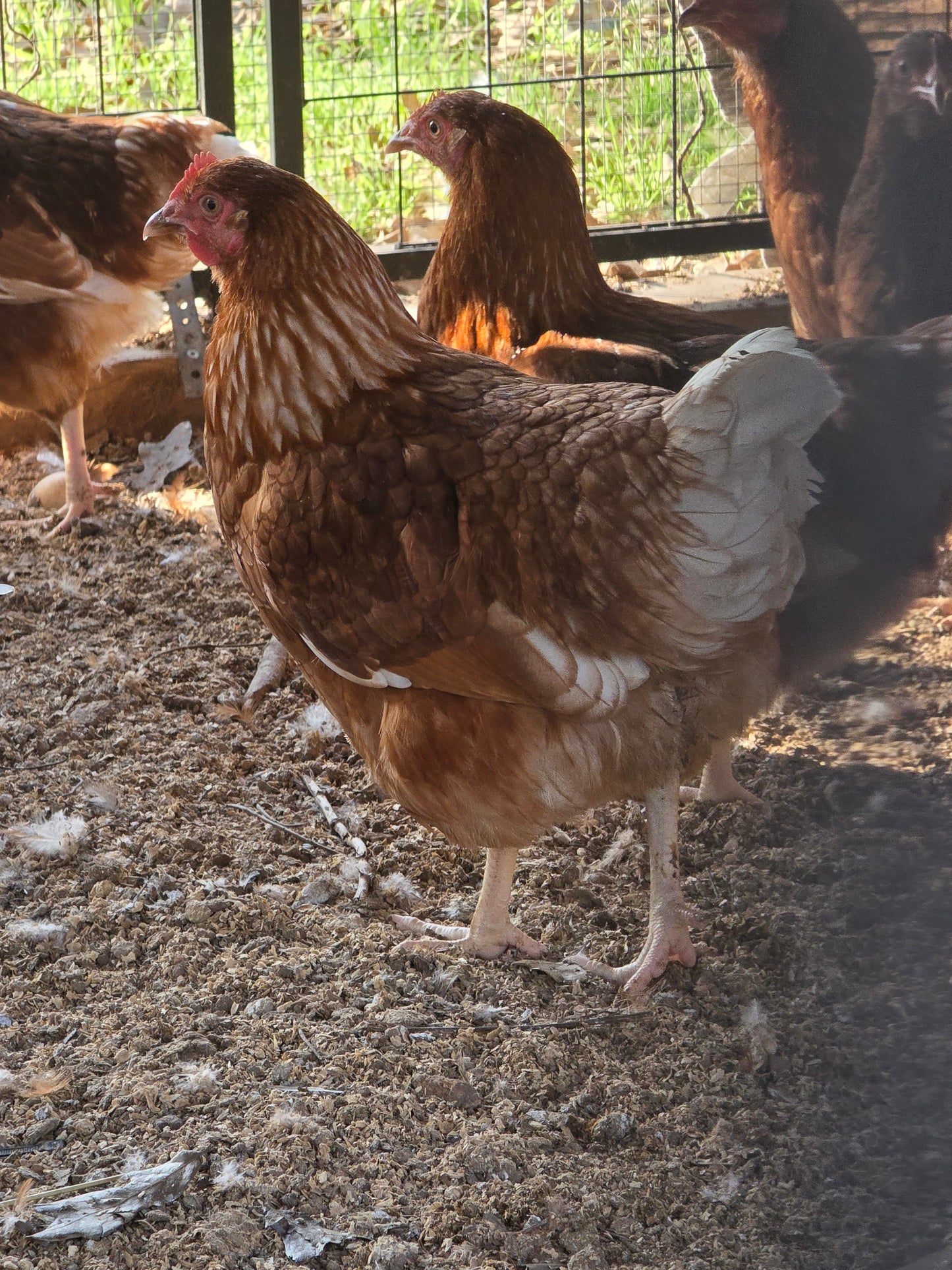 Red Sex Link Pullets