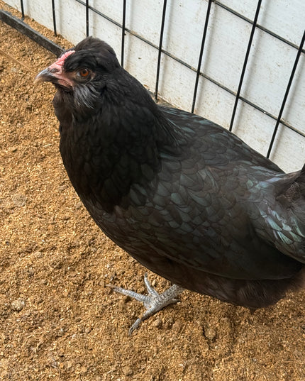Olive Egger Laying Hen
