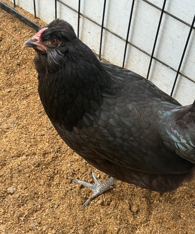 Olive Egger Laying Hen
