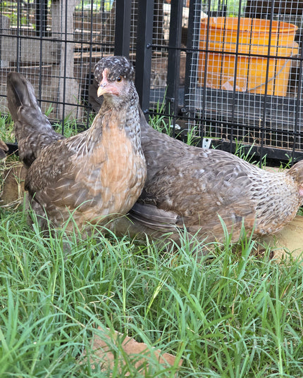 Crested Cream Legbar Started Pullets
