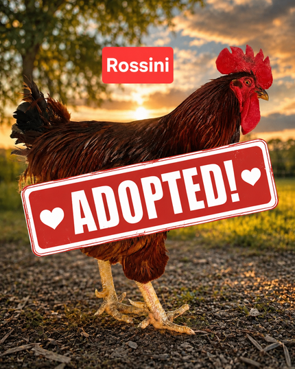 Second Chance Rooster - Rossini