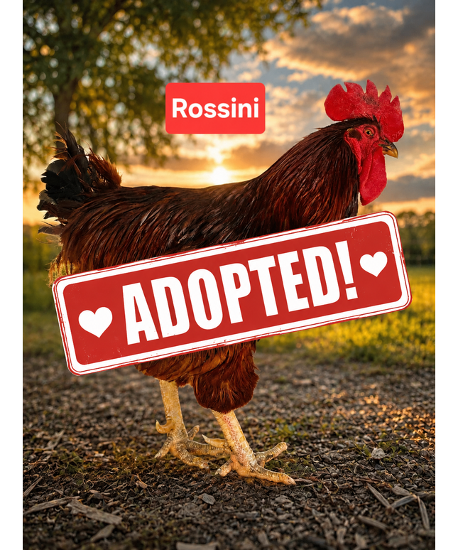 Second Chance Rooster - Rossini