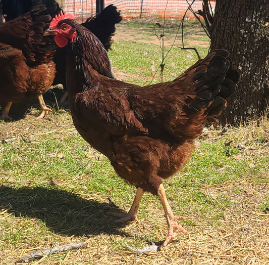 Exhibition - HALL OF FAME - Rhode Island Red