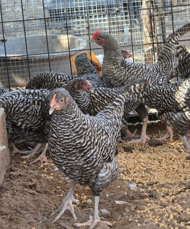 10 Week Old Barred Rock