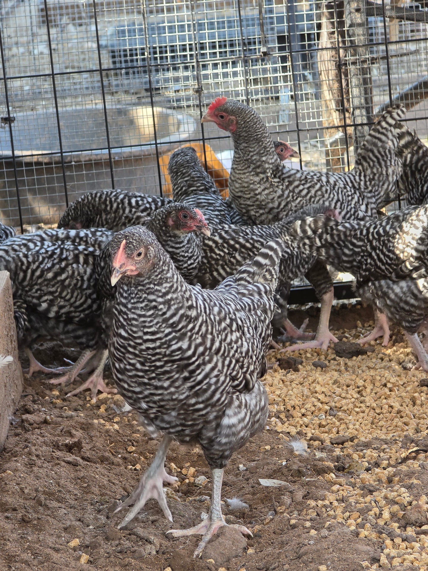 10 Week Old Barred Rock