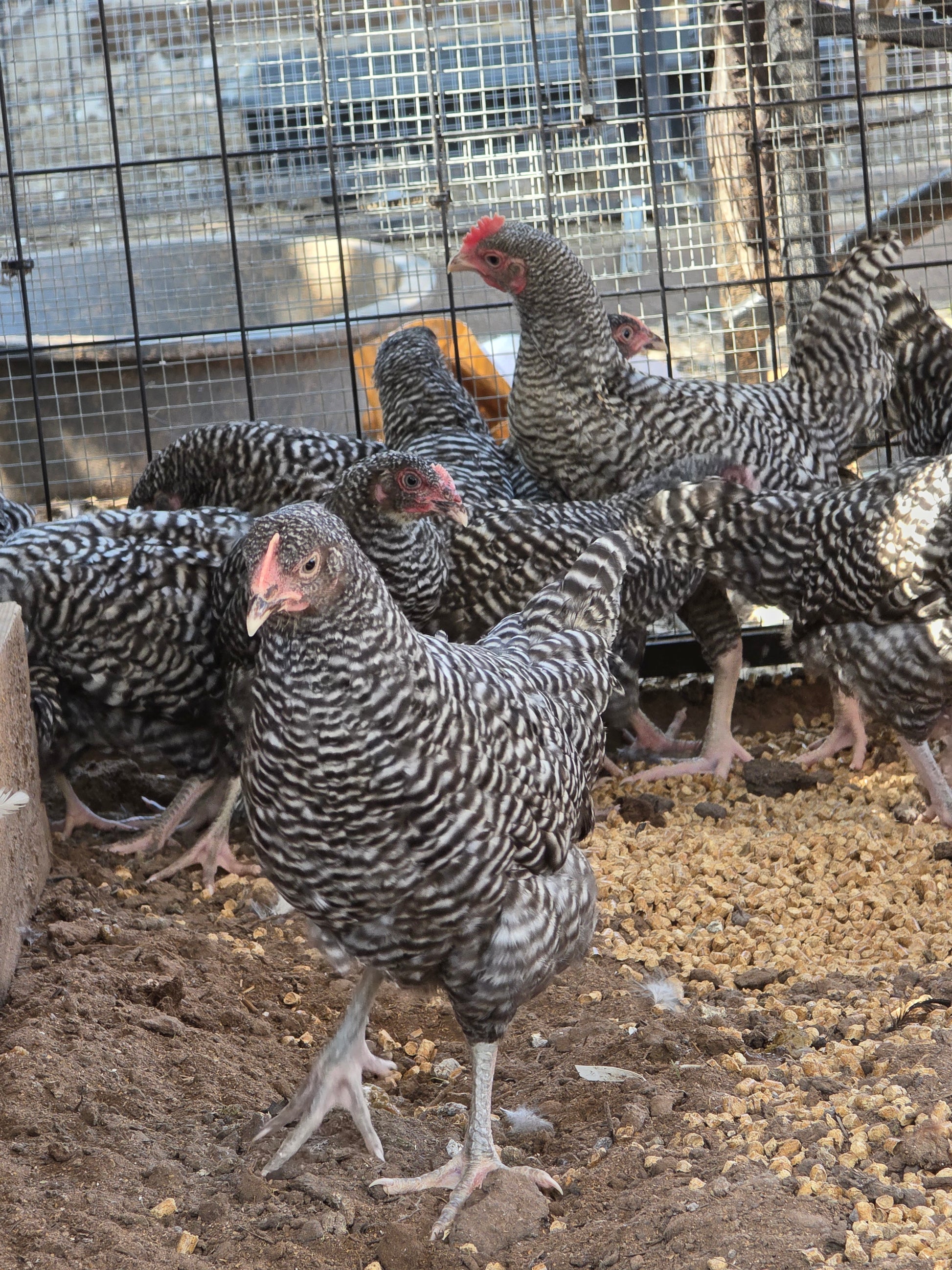 10 Week Old Barred Rock