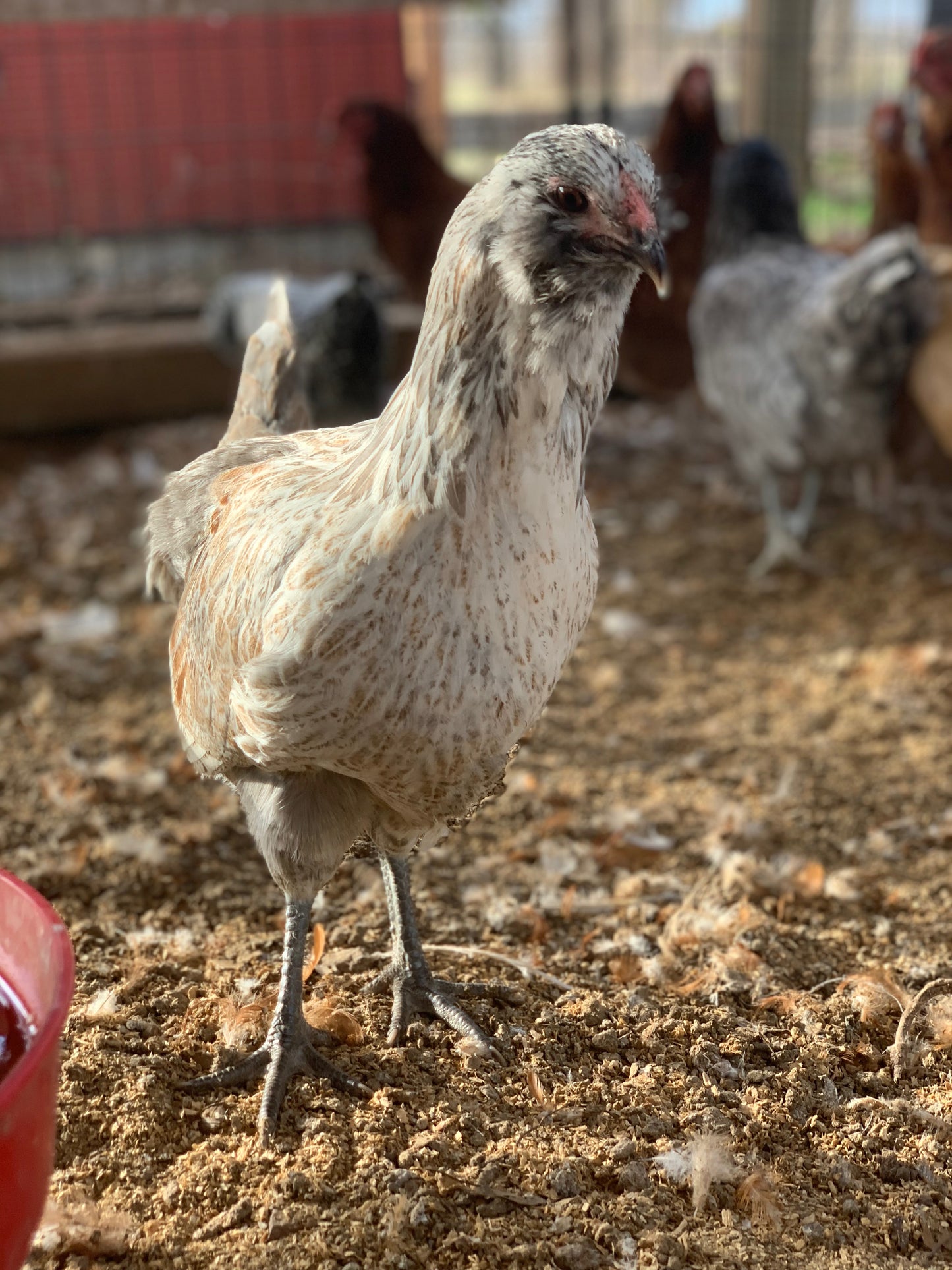 Americauna Roosters