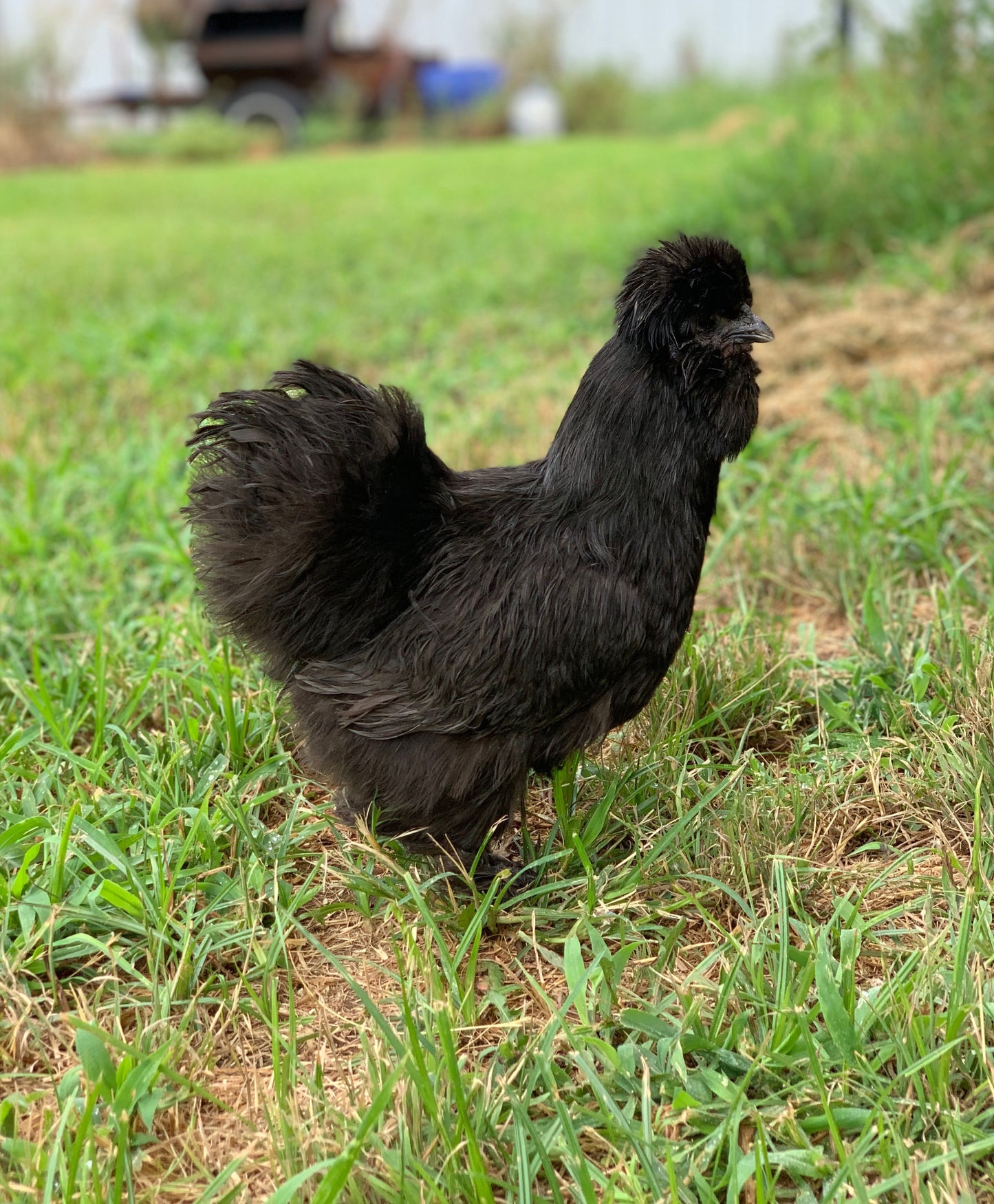 Black Silkie Hens 1.5 Years Old