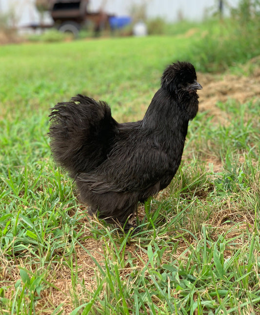 Black Silkie Hens 1.5 Years Old