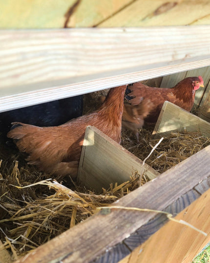 Wise County Chicken Farm Coops 6ft x 6ft