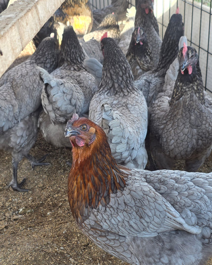Sapphire Gem Pullets 4.5 Mo Old