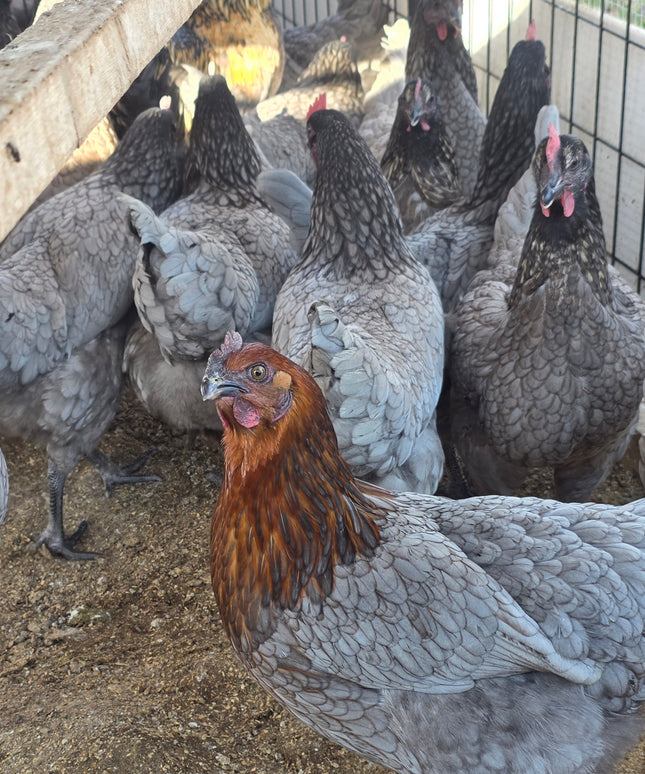 Sapphire Gem Pullets - 20 Weeks