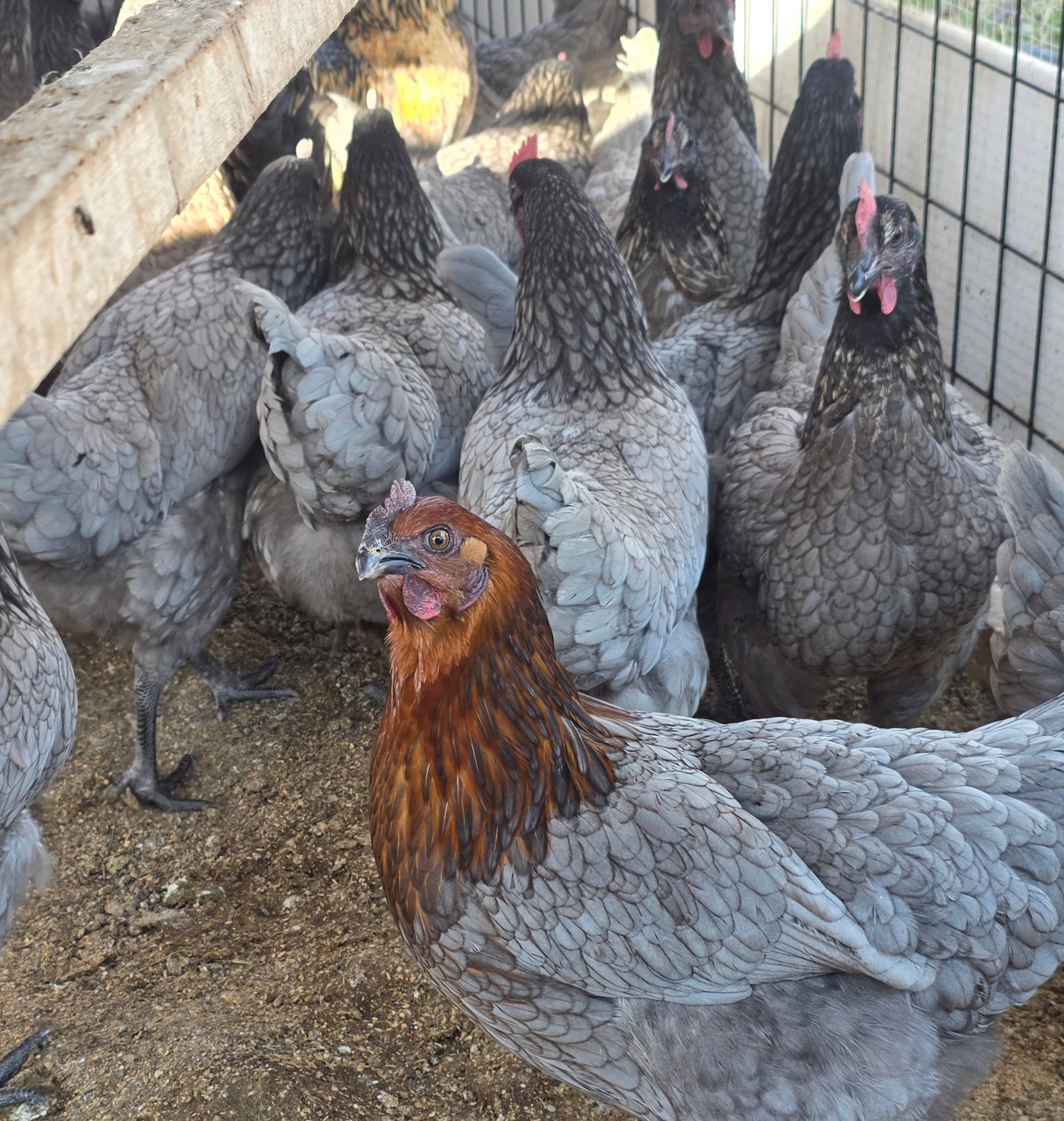 Sapphire Gems Laying Hen
