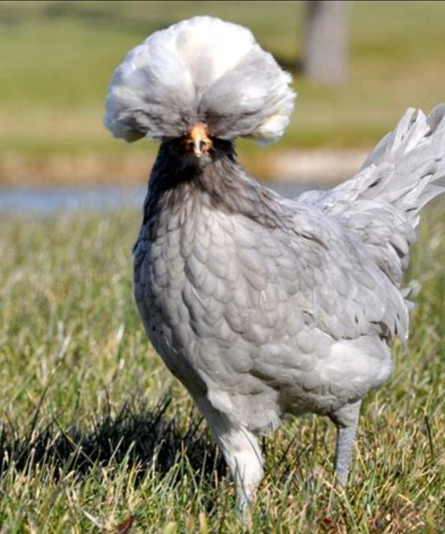 3 Left!! Polish Chicks - Hatchery Choice