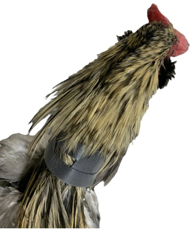 Rooster Saver Volume-Reducing Crow Collar (Made in USA)