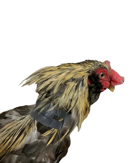 Rooster Saver Volume-Reducing Crow Collar (Made in USA)