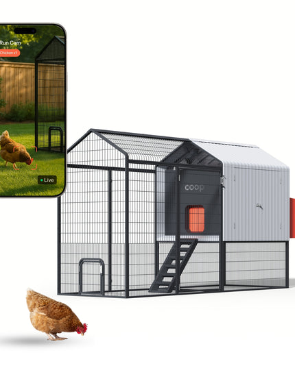The Smart Coop + Steel Run (+ Free Chicks! 🐣)