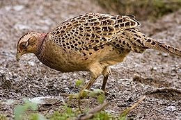 Chinese Ringneck Pheasant Chicks (Online Only)