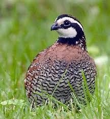 Bobwhite Quail Hatching Eggs (Online Only)