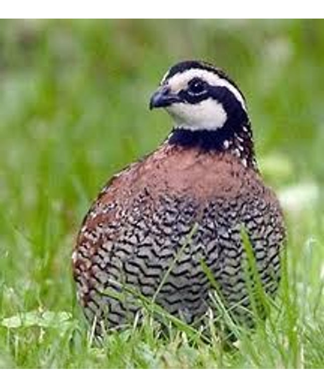 Bobwhite Quail Hatching Eggs (Online Only)