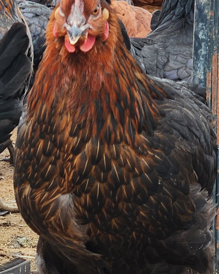 Black Sex Link Laying Hen