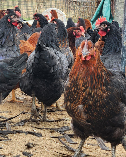 Black Sex Link Laying Hen