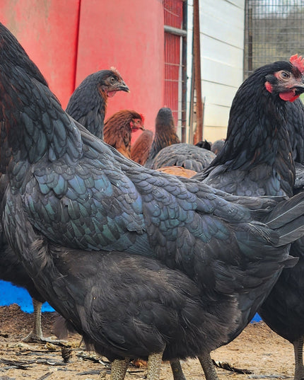 Black Sex Link Laying Hen