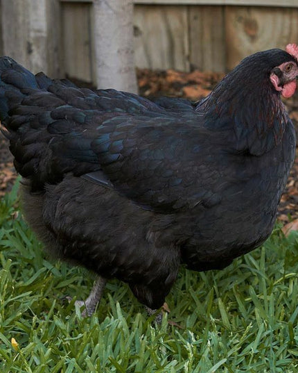 Black Australorp Pullets 4.5 Mo Old