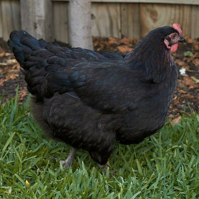 Black Australorp Pullets (14-16 Weeks)